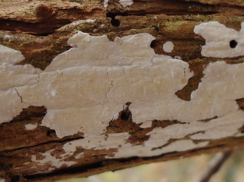 Crosta su ginepro (Hyphodontia juniperi)